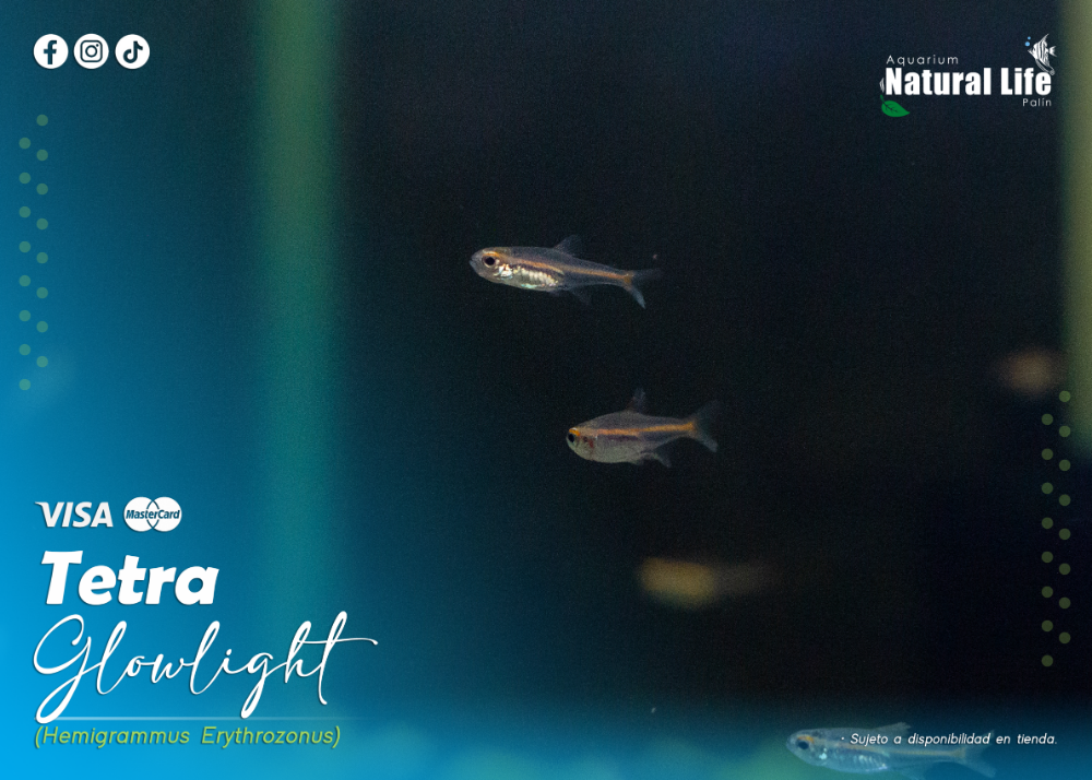 Tetra Glowlight. | TETR-GLOW.