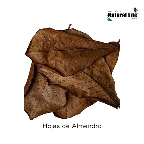 Hoja de Almendro NL. | ALMEN01.