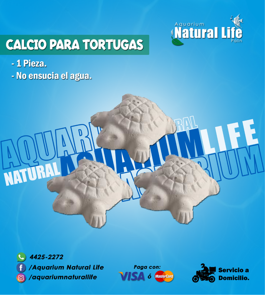 Calcio para Tortugas NL. | CALTOR.