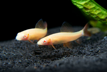 Tiburón Arcoiris Albino. | TIB-ARCA.