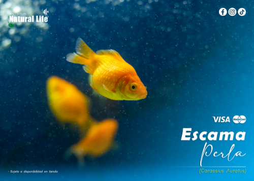Goldfish Escama Perla S. | G-ESCP.