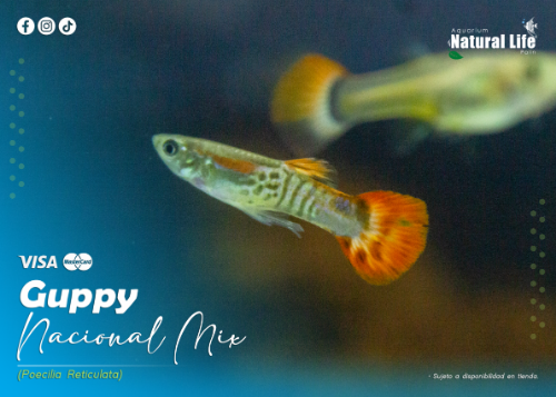 Guppy Nacional. | GPP-NAC.
