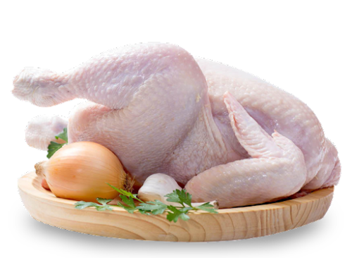 GALLINA CRIOLLA GUMARRA