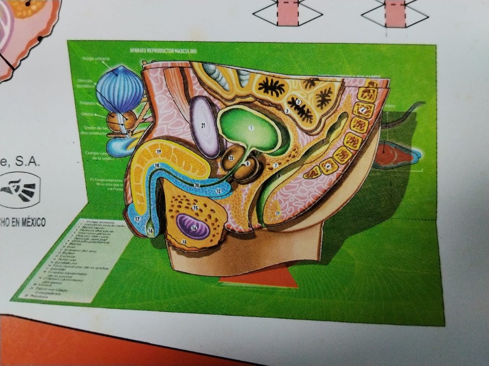 Armable de Aparato reproductor Masculino No. 132