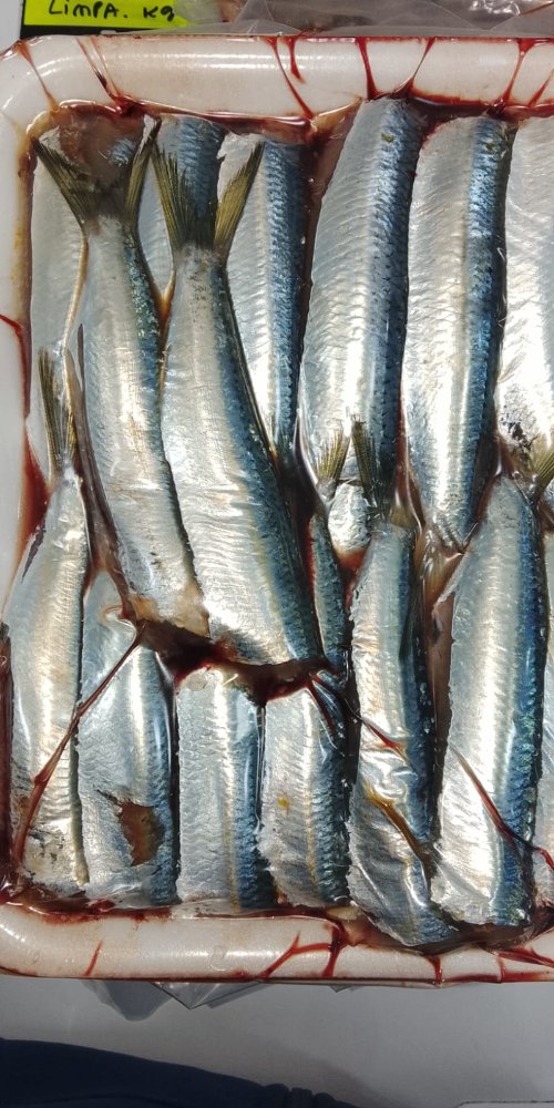 SARDINHA INTEIRA