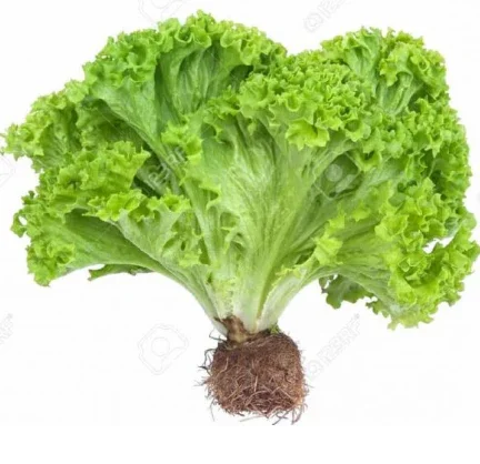Lechuga hidroponica