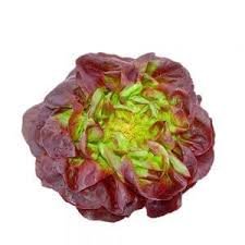 Lechuga francesa