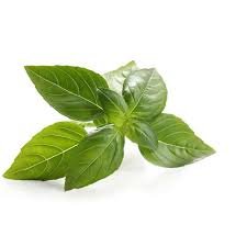 Albahaca
