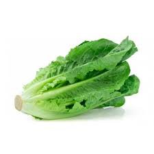 Caja Lechuga chilena