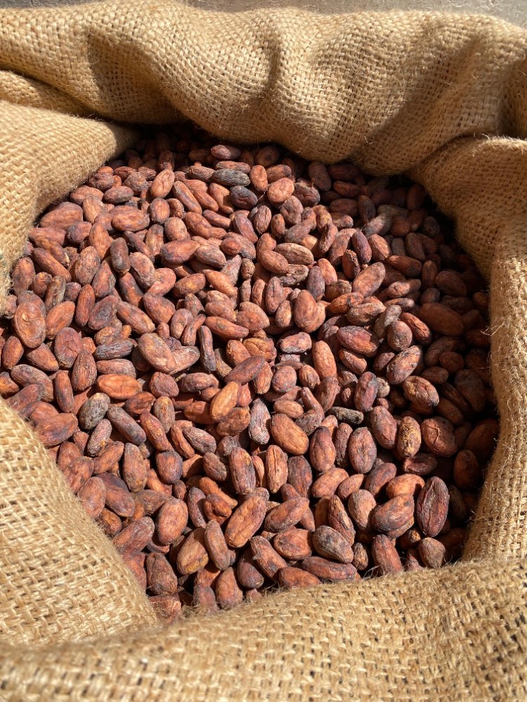 CACAO EN GRANO SELECIONADO 1KG