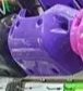 Pechera morada