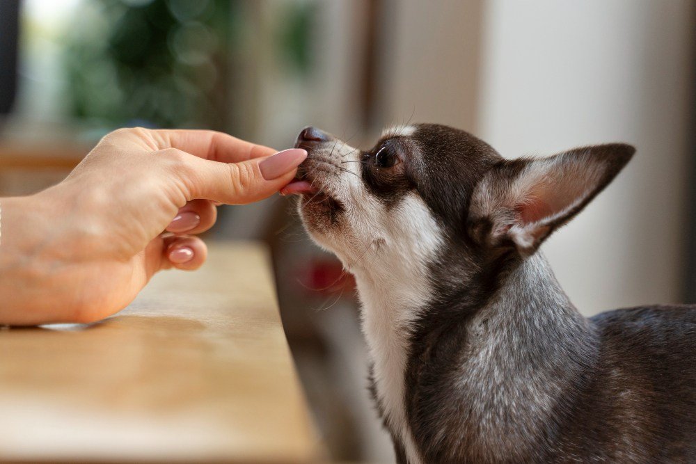 desparasitacion  perro servicio