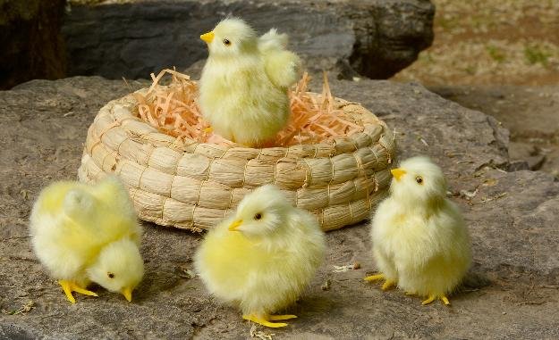 pollos de Granja