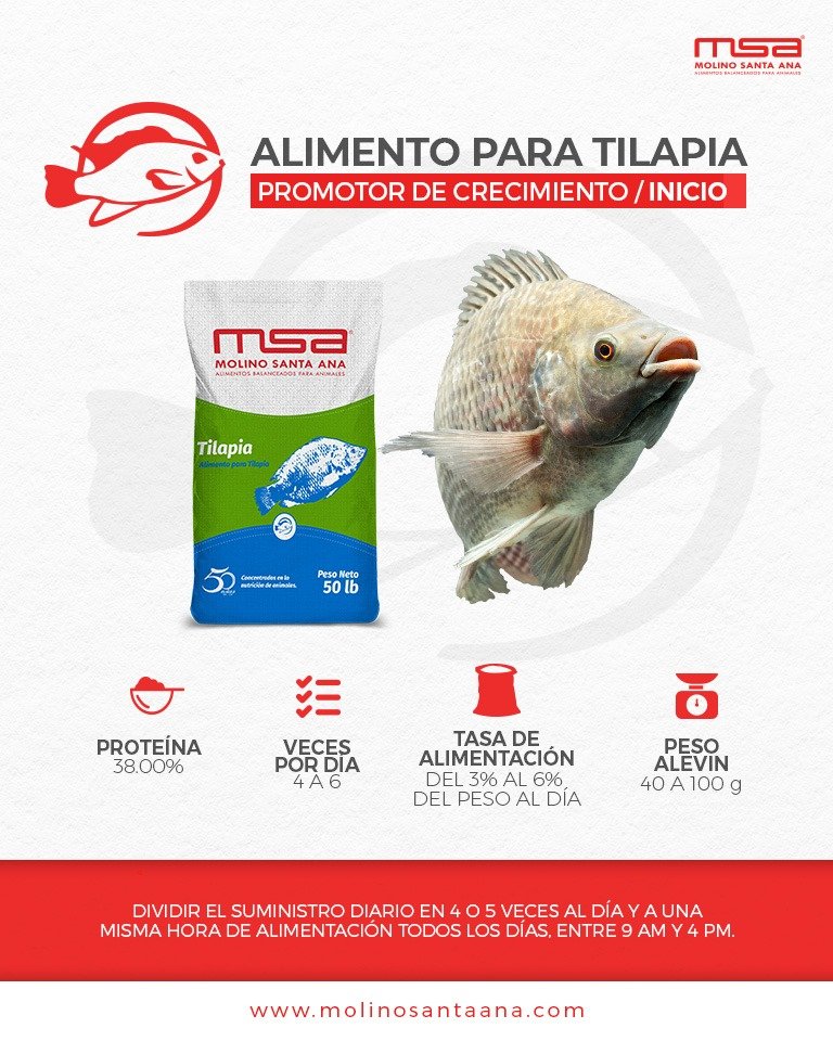 TILAPIA ENGORDE 50 LBS 28 %