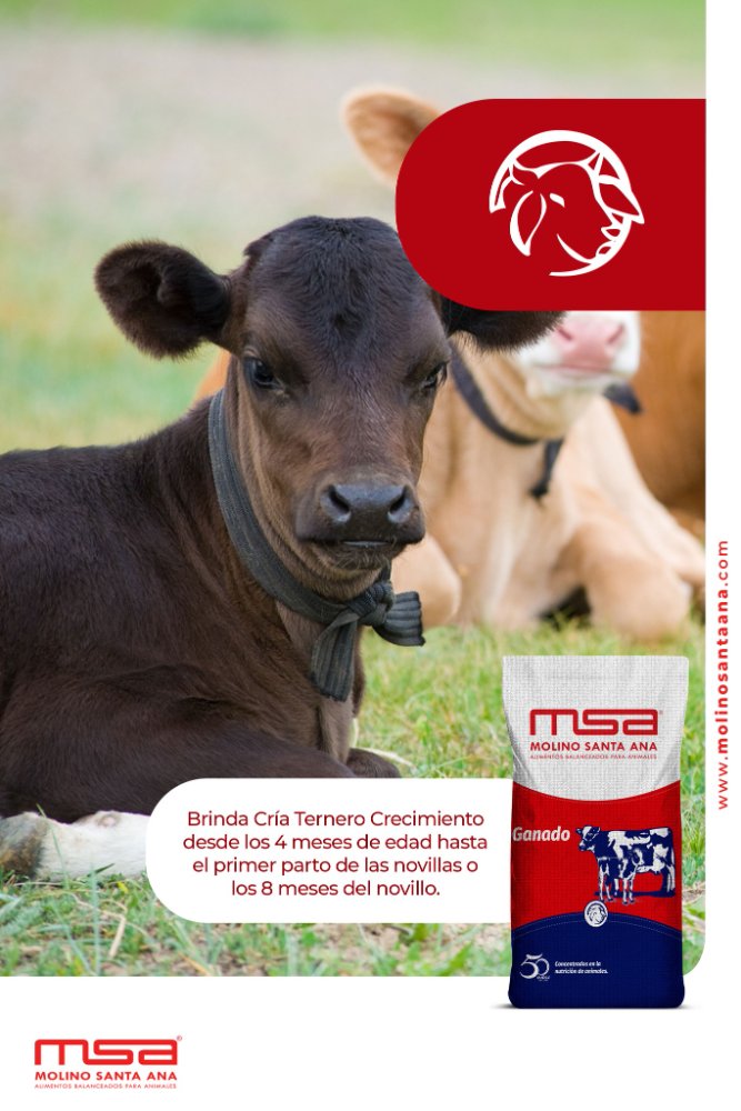 CRIA TERNERO CRECIMIENTO 100LBS