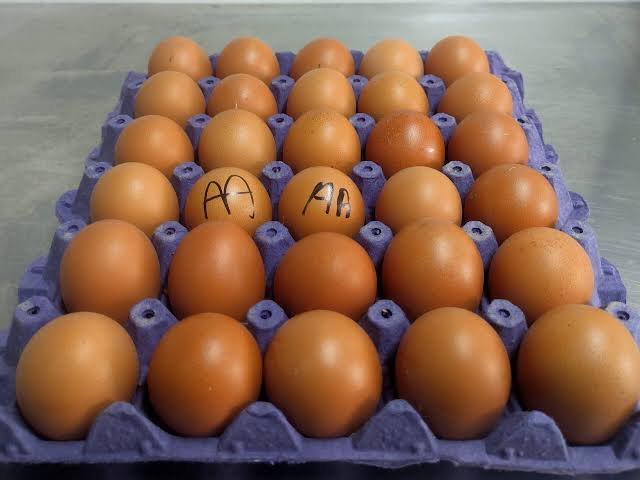Cubeta de huevos AA