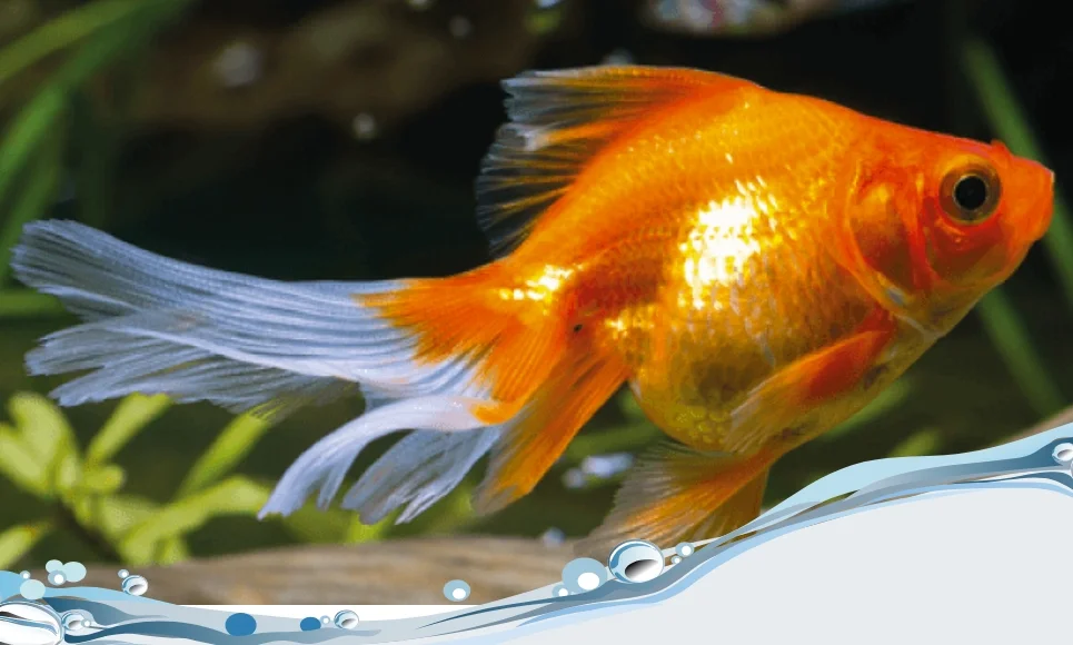 GOLDFISH GRANDE