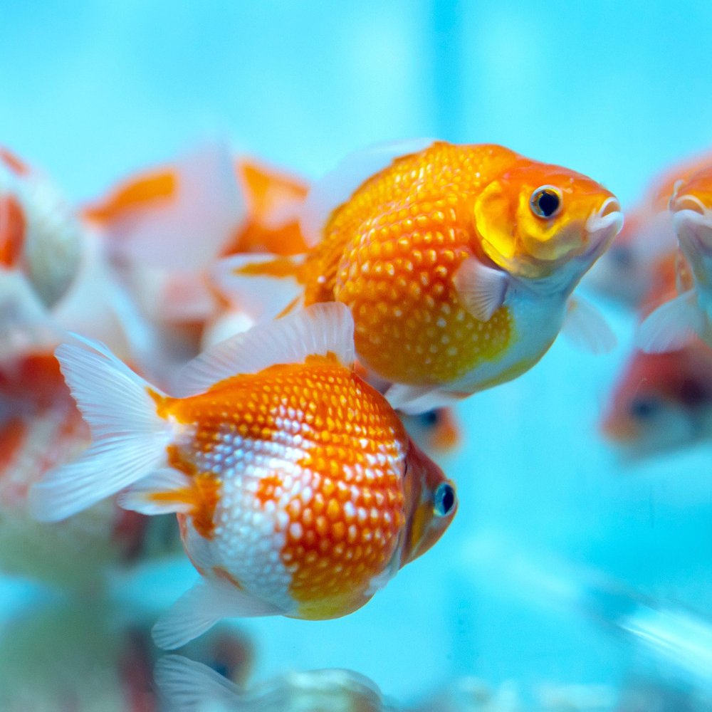 GOLDFISH PEQUEÑO TRICOLA