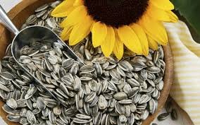 SEMILLAS GIRASOL