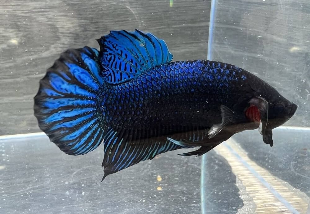 BETTA PITBULL 200
