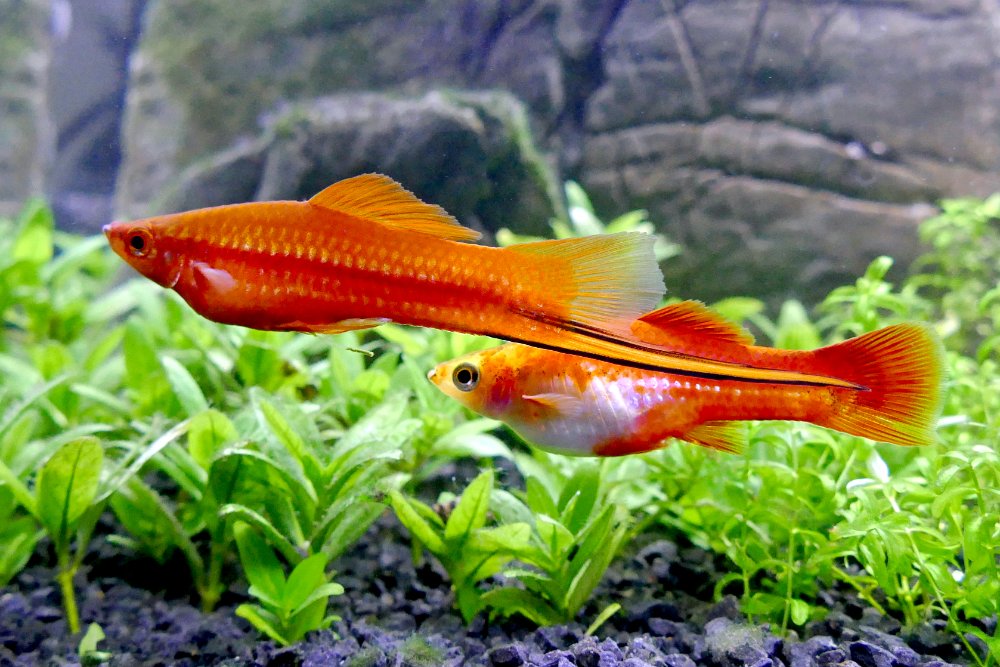 PECES VIVIPAROS