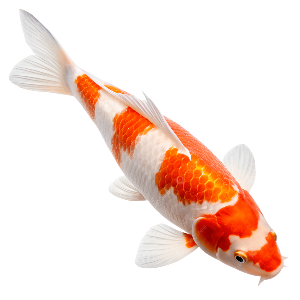 PEZ KOI