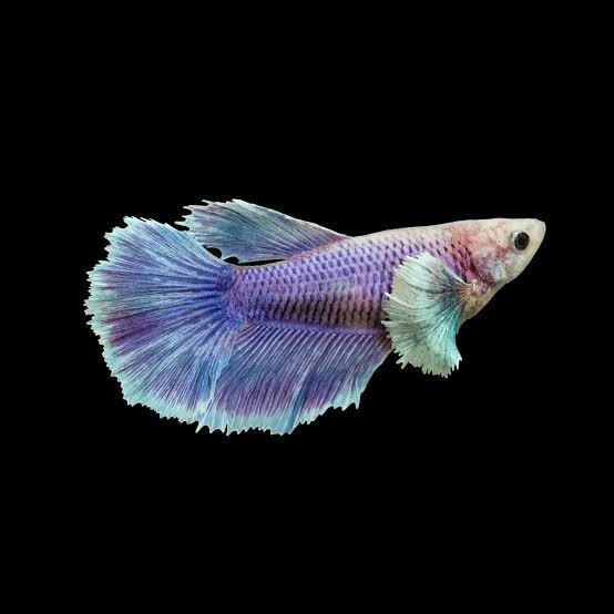 BETTA DUMBO