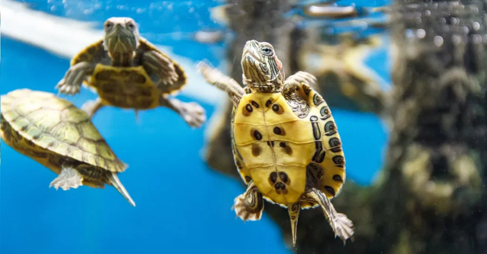 TORTUGA PEQ.