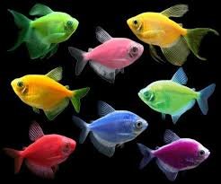 PECES TETRAS