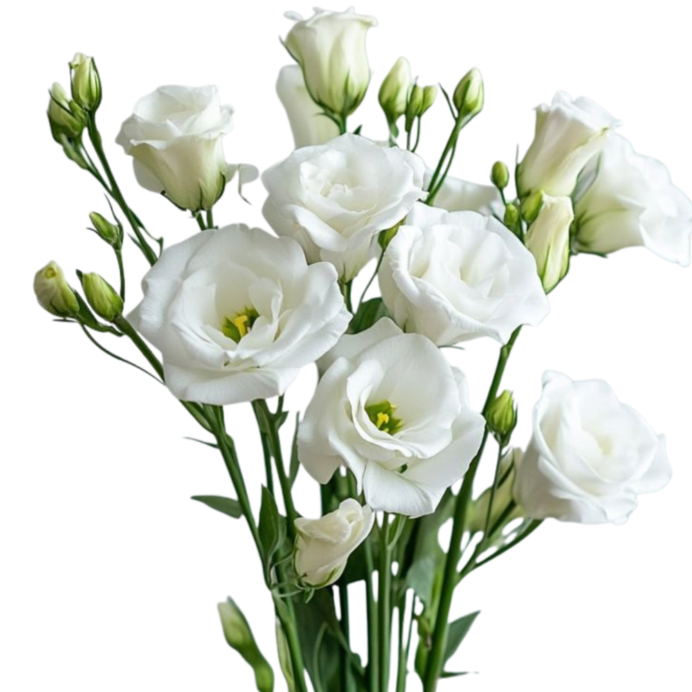 LISIANTHUS