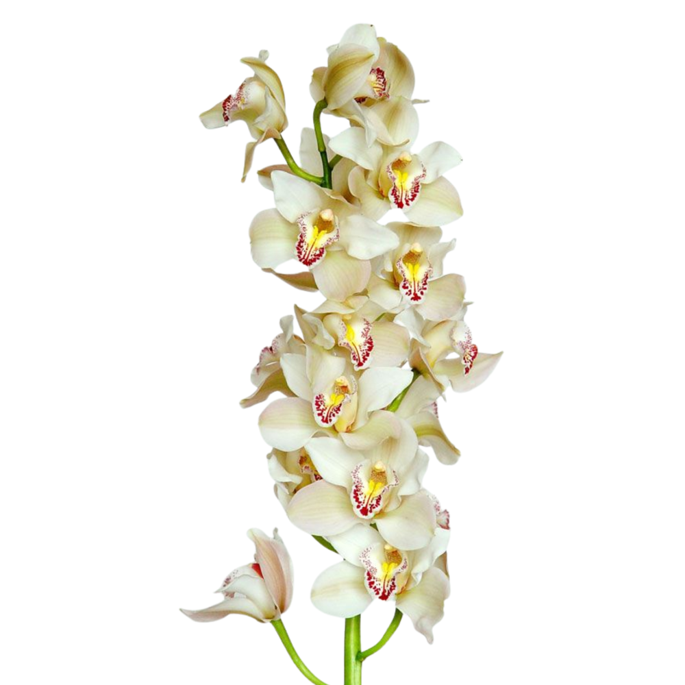 CYMBIDIUM FLOR
