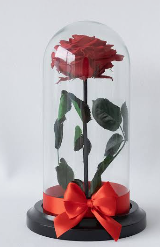 Rosa preservada grande
