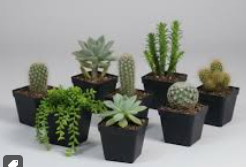 Cactus y suculentas