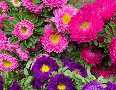 ASTERINAS
