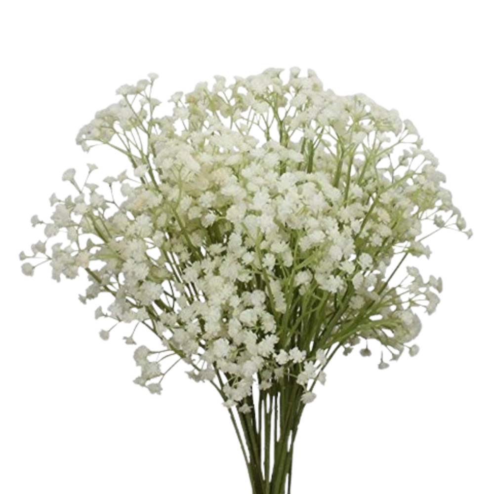 GIBSOPHILIA