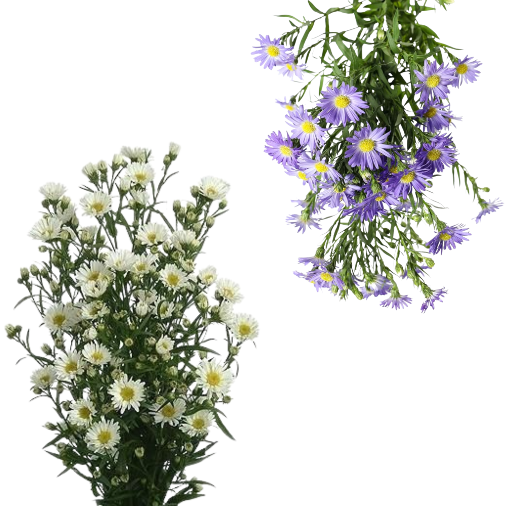 ASTER BLANCO O MORADO