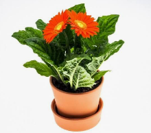 Gerbera planta