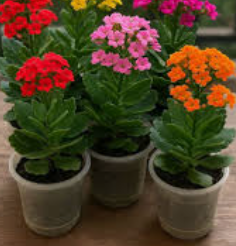 Kalanchoe planta