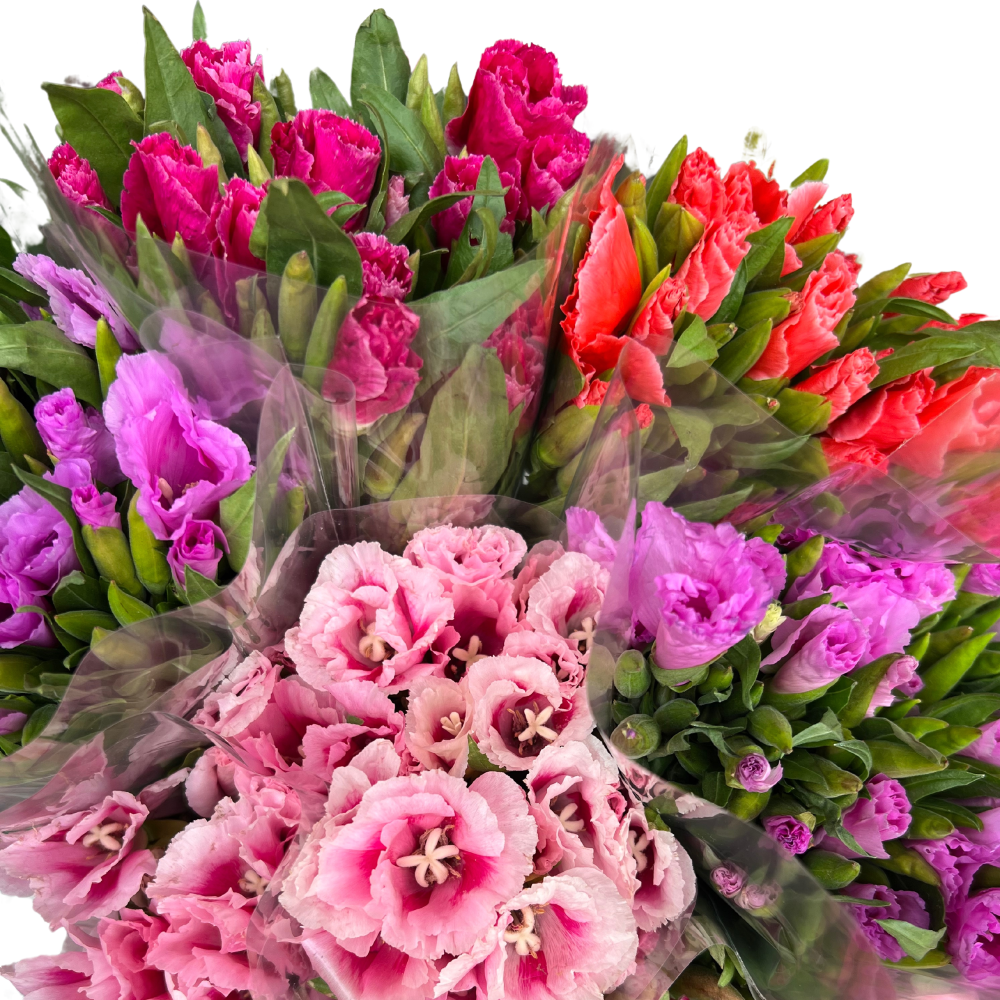Godetias