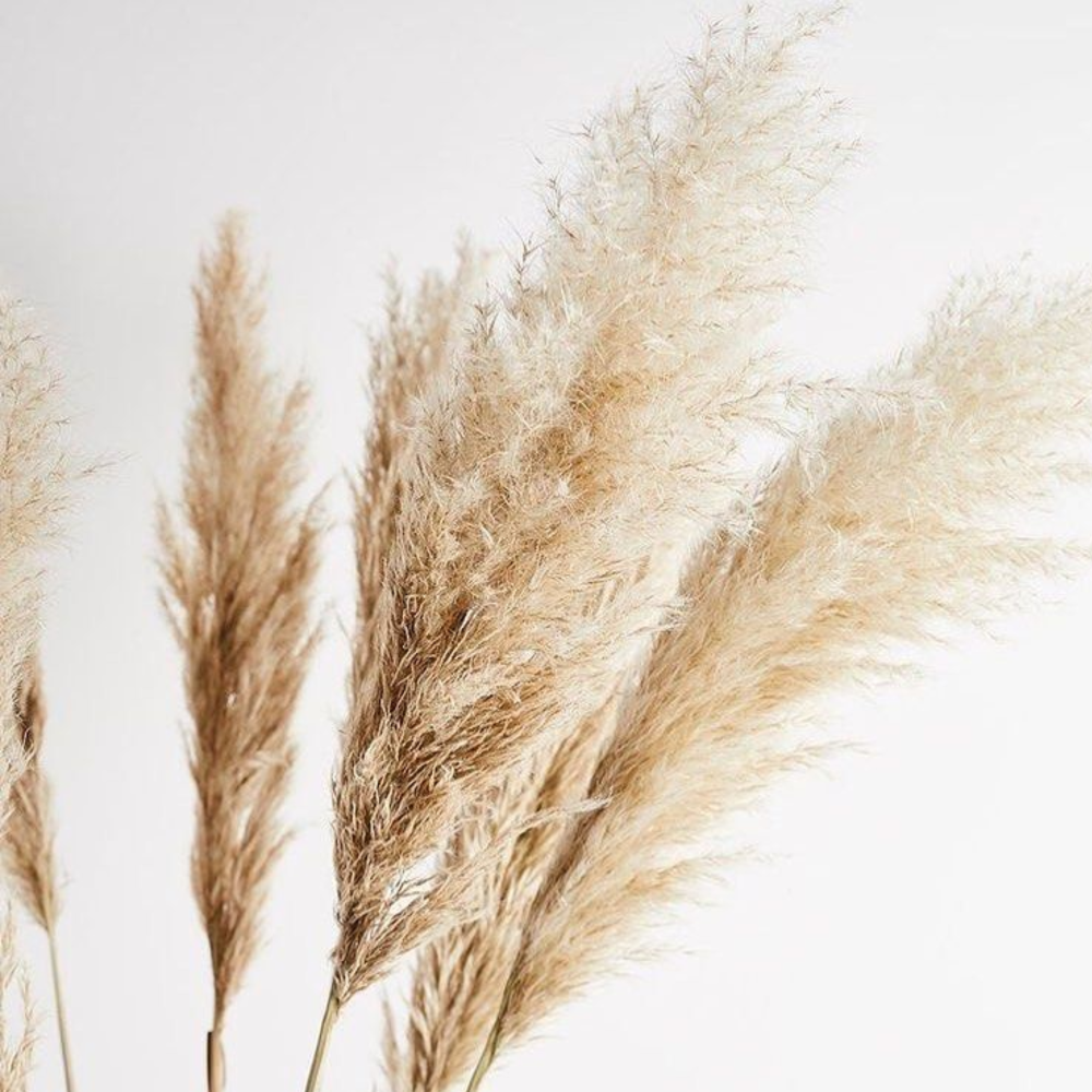 PAMPAS