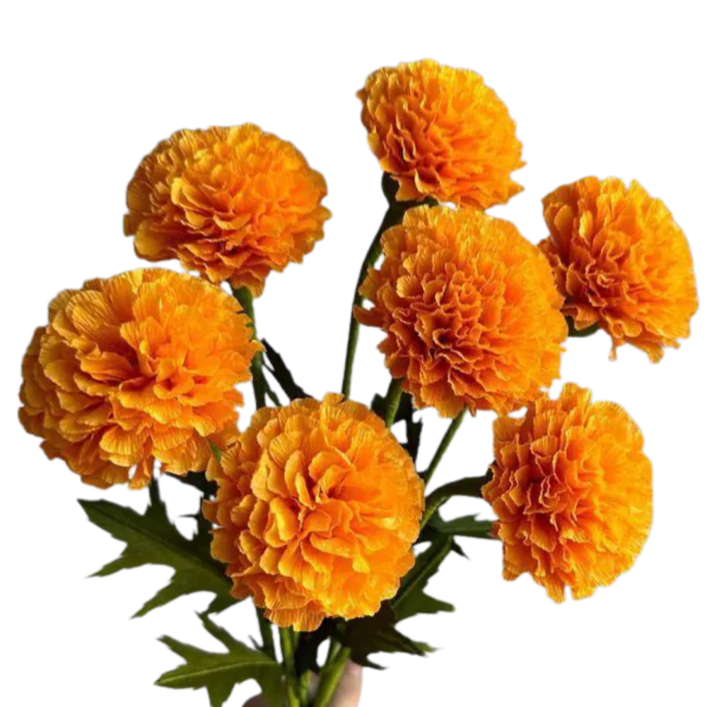 MARIGOLD