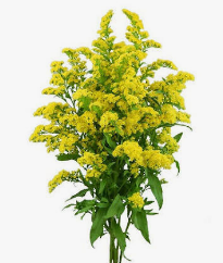 SOLIDAGO