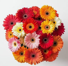 GERBERAS
