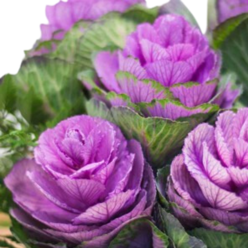 BRASSICAS O REPOLLAS