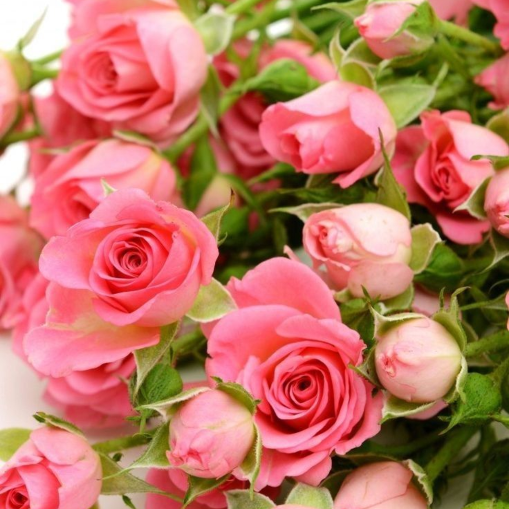 MINI ROSAS