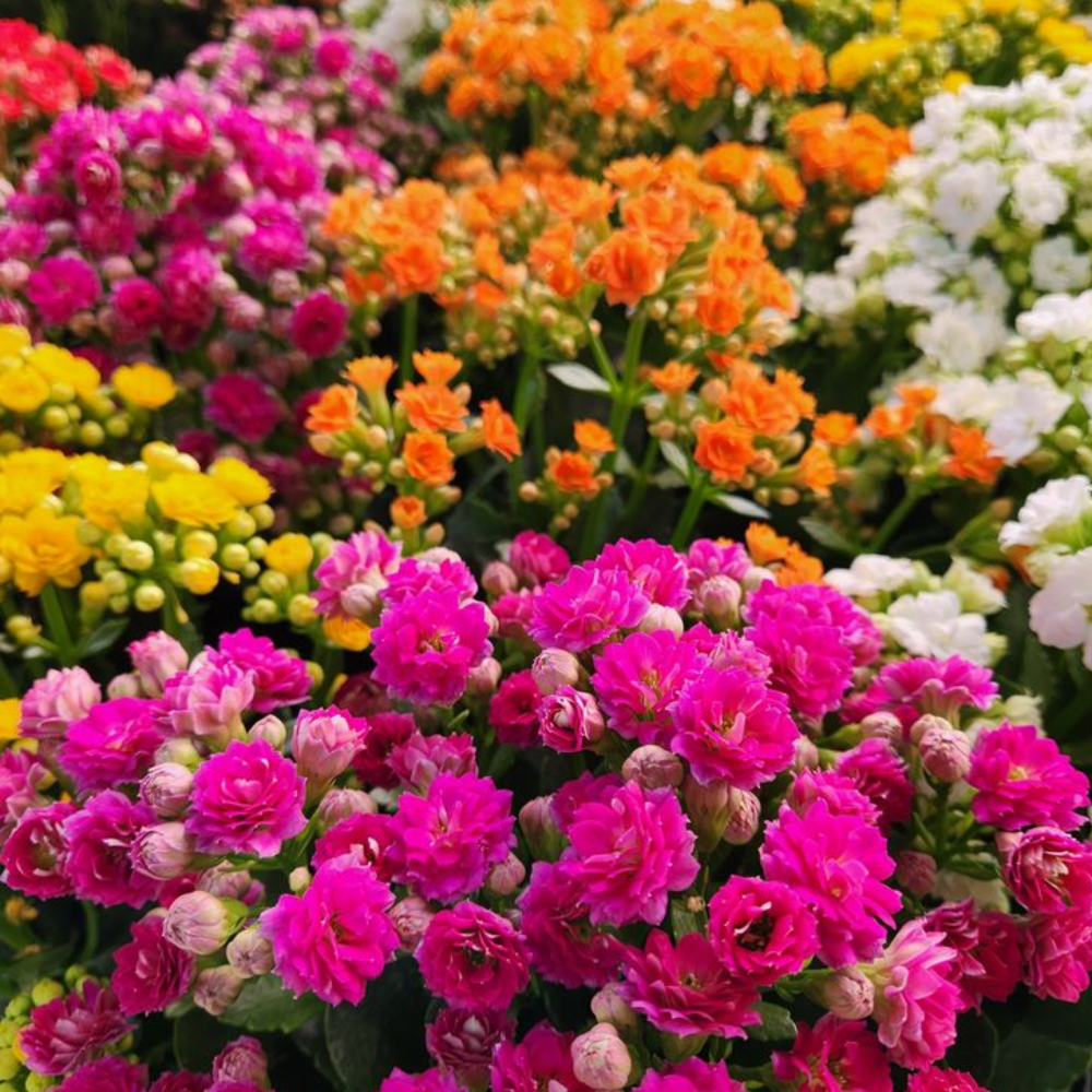 KALANCHOE