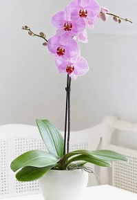 Orquidea phalaenopsis