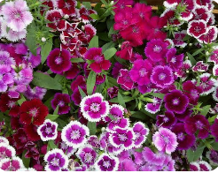 CLAVEL CHINO / DIANTHUS