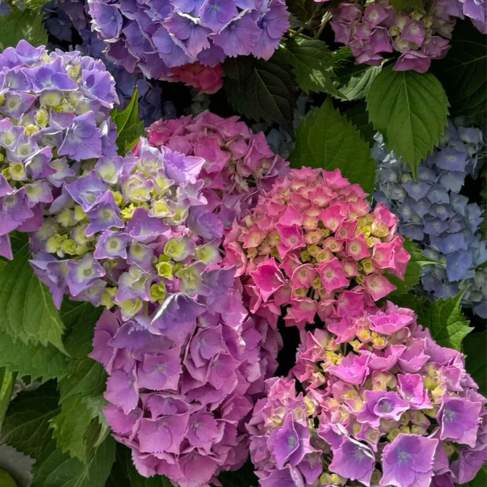 HORTENSIAS