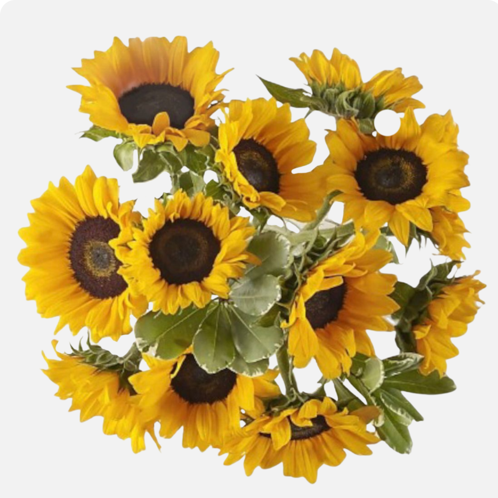 MINI GIRASOLES